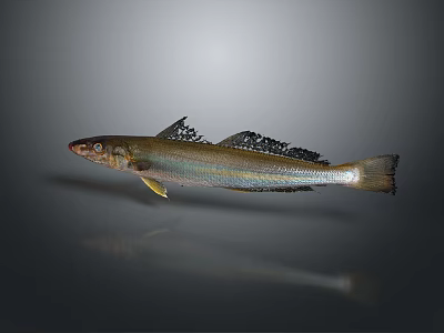 Realistic Shiny Silver Fish With Black Fins Isolated On Gray Background 3d model