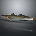 Realistic Shiny Silver Fish With Black Fins Isolated On Gray Background