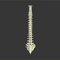 Human Spine Anatomical 3D Model With White Structure On Gray Background
