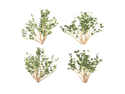 Four Clusters of Green Shrubs with Thin Branches and Lush Leaves in Natural Growth 3d model