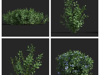 Lush Green Arbor With Dense Foliage And Blue Blossoms In Multiple Perspectives 3d model