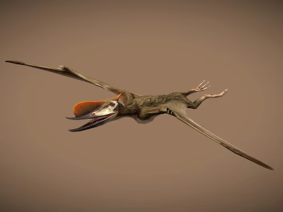 Flying Pterosaur With Large Wings Long Beak And Orange Head In Flight 3d model