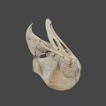 Natural History Collection of Bird Skulls with Detailed Anatomical Features