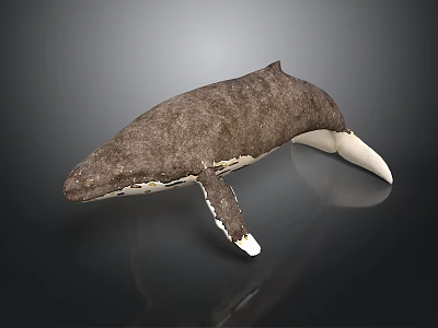 Brown And White Whale With Detailed Texture On Dark Reflective Background 3d model