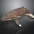 Brown And White Whale With Detailed Texture On Dark Reflective Background
