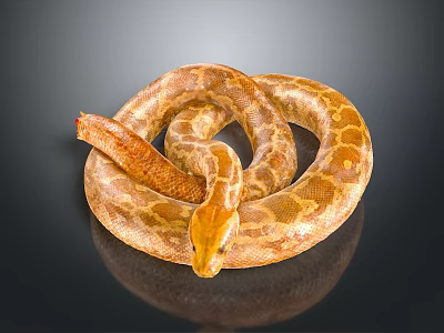 Close Up Of Coiled Brown And Yellow Patterned Snake On Black Background 3d model