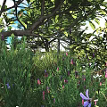 Lush Garden Bushes with Purple Flowers and Green Leaves Under Sunlight