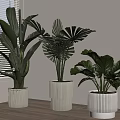 Indoor Potted Plants With Large Green Leaves In Striped White Planters Near Window