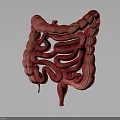 Detailed Realistic 3D Rendering of Human Intestine Organ Anatomical Structure