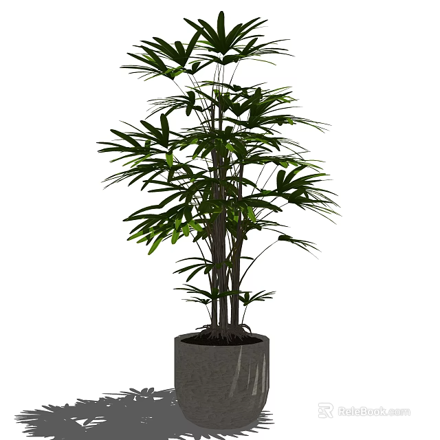 Lush Green Bonsai Plant with Multiple Stems in Gray Cylindrical Pot for Indoor Decoration 3d model 