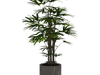 Lush Green Bonsai Plant with Multiple Stems in Gray Cylindrical Pot for Indoor Decoration 3d model