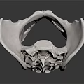 Human Pelvis Bone Detailed Anatomical Structure 3D Rendered Medical Model 3d model