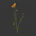Orange Cosmos Plant with Three Buds Green Stems and Leaves on Dark Background