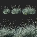 Blue Green Shrubs with Slender Leaves Various Shapes for Natural Garden Landscaping