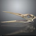 Detailed Anatomical Bird Skull Structure With Hollow Bones And Eye Socket