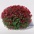 Vibrant Red Leaf Round Shrubs in Various Sizes for Garden Landscaping