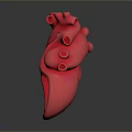 Red Anatomical Heart Model With Detailed Internal Structures On Dark Background