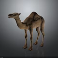 Light Brown Dromedary Camel with Smooth Fur Standing Sideways on Gray Background 3d model