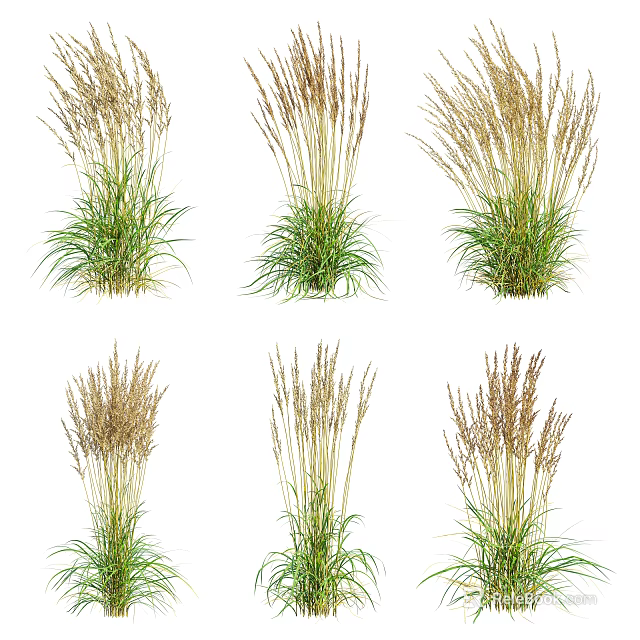 Clusters of Ornamental Grasses with Green Foliage and Feathery Plume Tops 3d model 