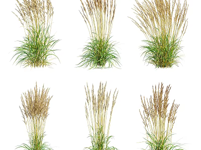 Clusters of Ornamental Grasses with Green Foliage and Feathery Plume Tops 3d model
