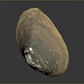 Natural Clam Shell With Brown White Color And Shiny Textured Surface On Black Background
