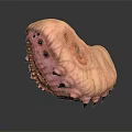 Unique Pink Animal with Textured Skin Multiple Eyes and Black Spikes on Dark Reflective Surface