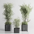 Garden Ornamental Greenery With Various Sizes Potted Plants And Black Textured Square Pots