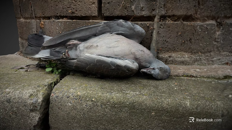 Game Character Pigeon Lying On Stone Steps With Brick Wall And Grass 3d model 