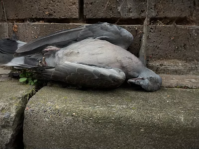 Game Character Pigeon Lying On Stone Steps With Brick Wall And Grass 3d model