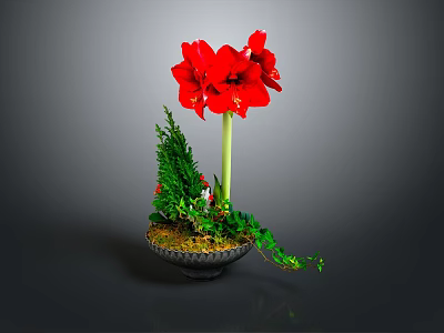Red Amaryllis Potted Plant With Green Foliage And Black Decorative Pot 3d model