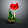 Red Amaryllis Potted Plant With Green Foliage And Black Decorative Pot