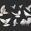 White Doves In Various Flying And Perching Poses On Black Background 3d model
