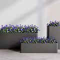 Modern Indoor Potted Plants In Grey Rectangular Planters With Purple Flowers And Green Leaves