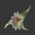 Pink and White Striped Flower Plant with Green Leaves and Stem on Dark Background