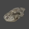 Detailed Animal Skull Anatomical Structure With Visible Teeth On Gray Background