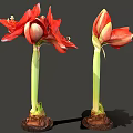 Vibrant Red Amaryllis Flowers With Blooming And Bud Stems On Gray Background