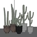 Various Cactus Potted Plants In Different Colored Material Pots With White Background 3d model