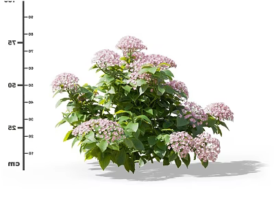 Pink Hydrangea Flower Bush With Green Leaves And Decorative Garden Blooms 3d model