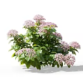 Pink Hydrangea Flower Bush With Green Leaves And Decorative Garden Blooms