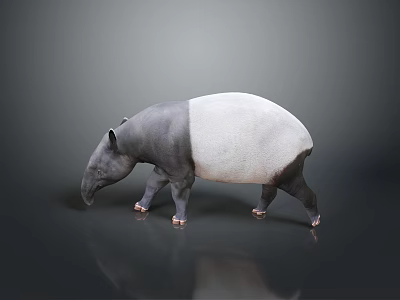 3D Rendered Black and White Tapir Walking on Dark Background with Reflection 3d model