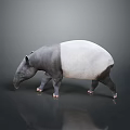 3D Rendered Black and White Tapir Walking on Dark Background with Reflection
