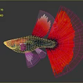 Vibrant Red Tailed Tropical Fish With Black Silver Body On Gray Background