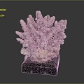 Natural Coral Sculpture With White Gray Texture On Black Wooden Base