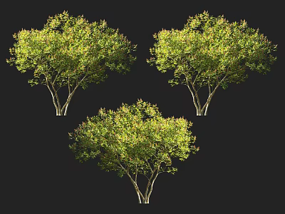 Three Lush Green Arbor Trees With Full Canopy And Vibrant Foliage 3d model