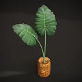 Green Bonsai Plant With Large Green Leaves In Brown Textured Cylindrical Pot On Dark Background