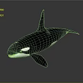 Black And White Orca With Dorsal Fin In Swimming Pose On Gray Background