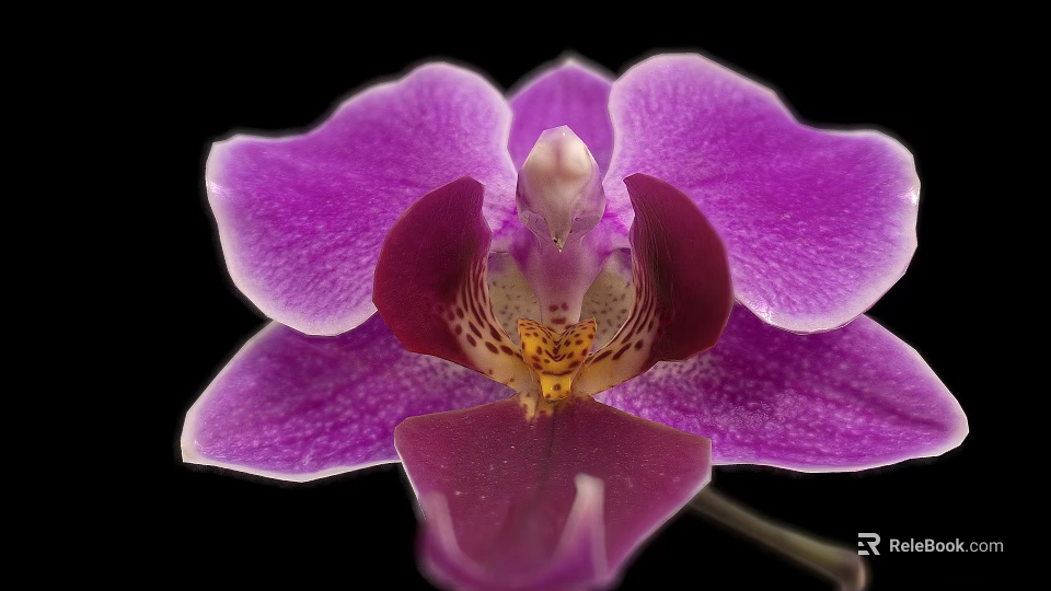 Beautiful Purple Orchid Bloom With Vibrant Petals And Yellow Brown Center On Black Background 3d model 