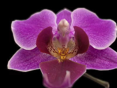 Beautiful Purple Orchid Bloom With Vibrant Petals And Yellow Brown Center On Black Background 3d model