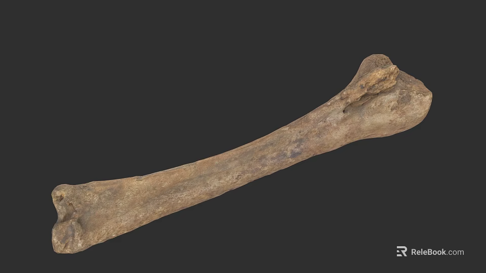 Ancient Fossil Bone With Long Structure And Textured Surface Details 3d model 