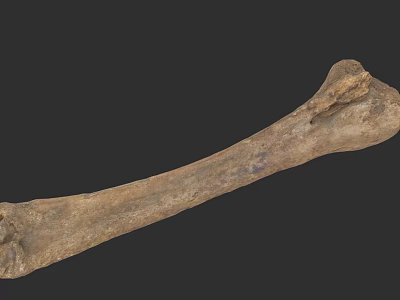 Ancient Fossil Bone With Long Structure And Textured Surface Details 3d model